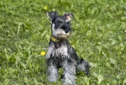 Divertidos nombres para perros schnauzer miniatura | Educa a tu ...