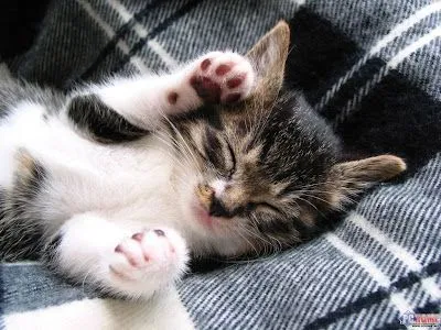 Divinos gatos: Patitas de gato