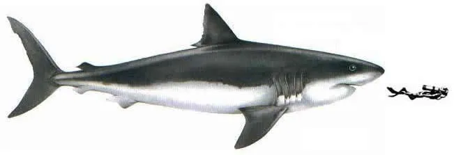 Divulgación - ¡Tigre! ¡Tigre! - La muerte en aguas hawaianas