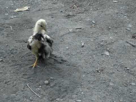 Dj.porfis. mis pollitos finos.wmv - YouTube Dj.porfis. mis pollitos finos.wmv - YouTube