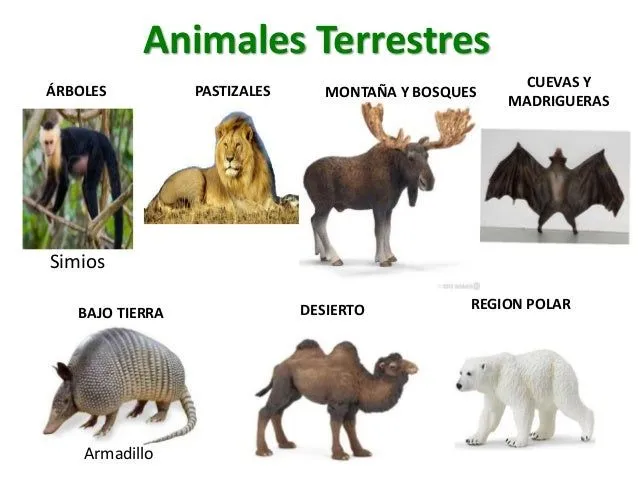 dnde-viven-los-animales-juan- ...