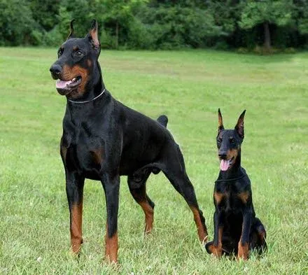 El Doberman Pinscher - Compañero y Guardián | Blog Perro
