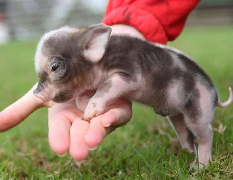 doctorpiglet | Dr Piglet Gets The Hell Out Of Dodge