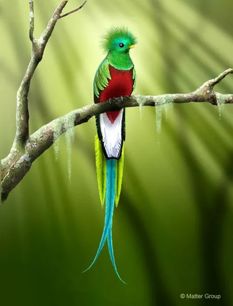Documentación 7 : Quetzal | cuentoscultosanimales Documentación 7 : Quetzal | cuentoscultosanimales