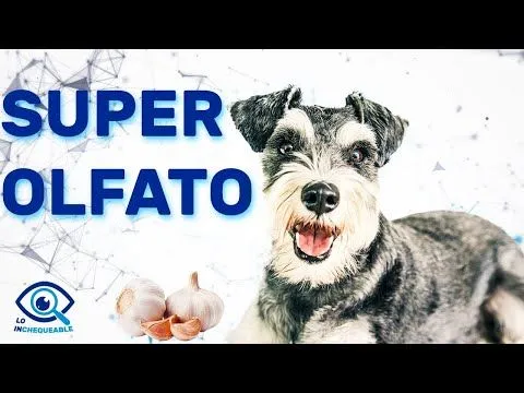 Documental Sobre El Schnauzer Miniatura - SobreNaturaleza - YouTube