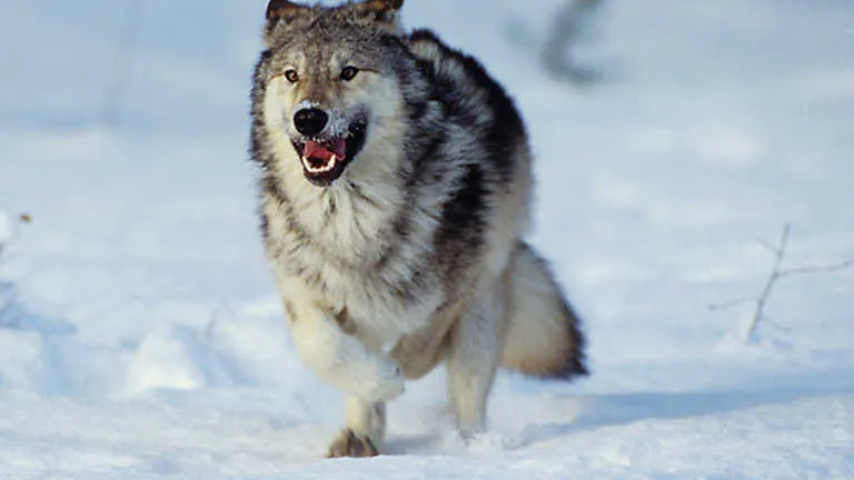 Grandes documentales - Lobos contra búfalos, Grandes documentales ...