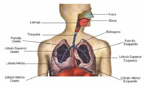 Doenças Respiratórias; Doenças do Aparelho Respiratório; Doenças ... Doenças Respiratórias; Doenças do Aparelho Respiratório; Doenças ...