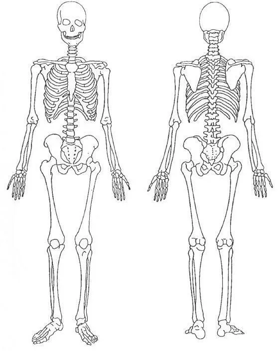 Imagenes de sistema oseo y muscular para colorear - Imagui