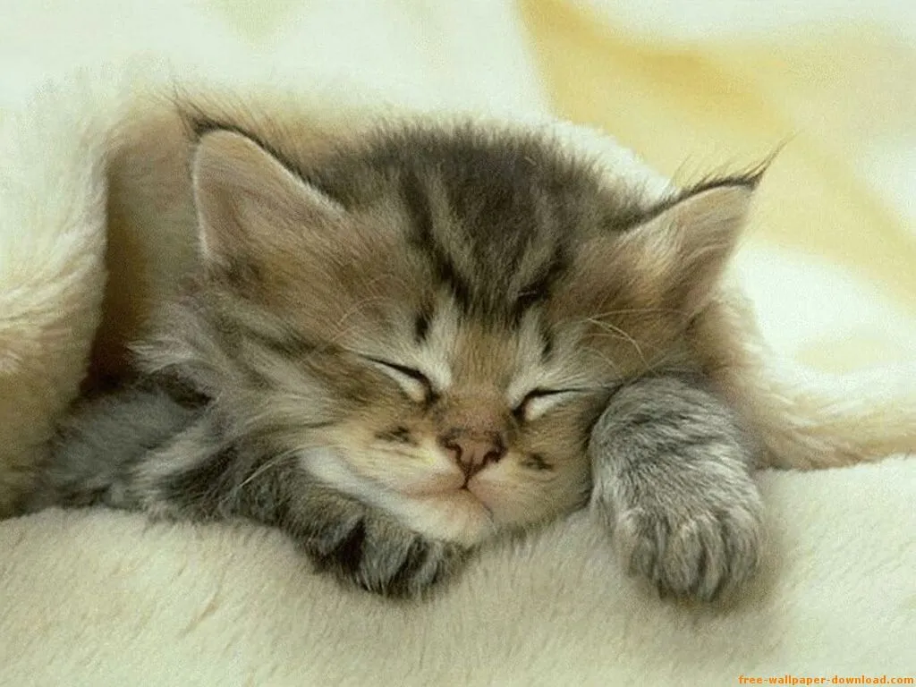 Dolce Ninfa: IMAGENES TIERNAS DE ANIMALES