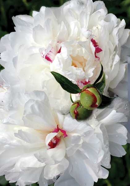 Dolce Prugne: bellas flores para compartir