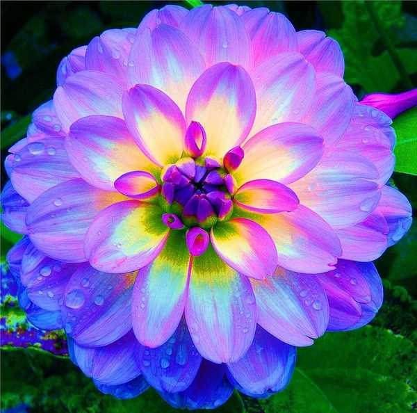 Dolce Prugne: bellas flores para compartir en facebook y redes ... Dolce Prugne: bellas flores para compartir en facebook y redes ...