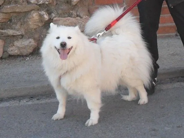 Doli, una samoyedo que ha quedado huérfana | En busca de una ...