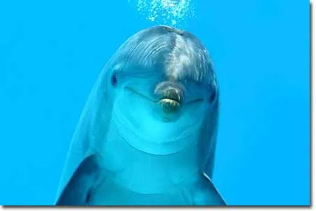 Dolphin Facts and Information