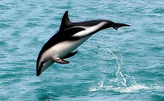 Dolphin - Wikipedia, the free encyclopedia