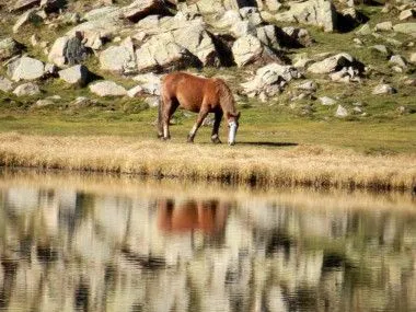 La domesticación del caballo tuvo su precio genético / Noticias / SINC