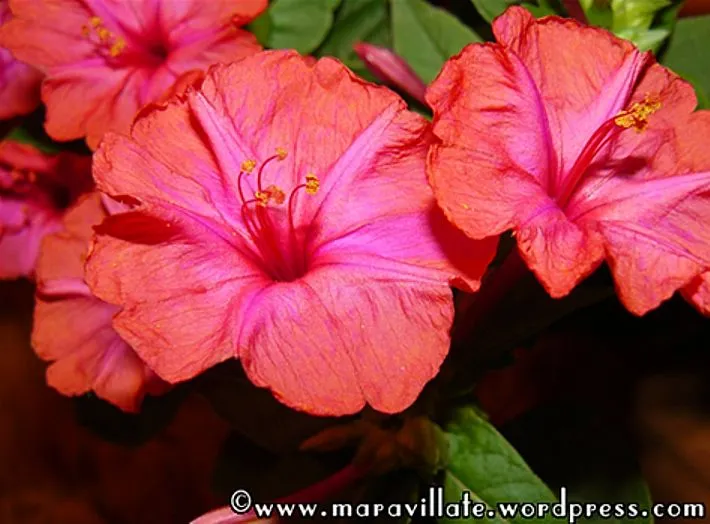 Don diego de noche, rojo | MARAVILLATE