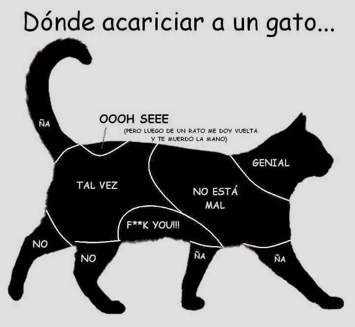 donde-acariciar-a-un-gato.jpg