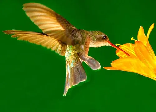 Dor de Mãe...: Colibri Dor de Mãe...: Colibri