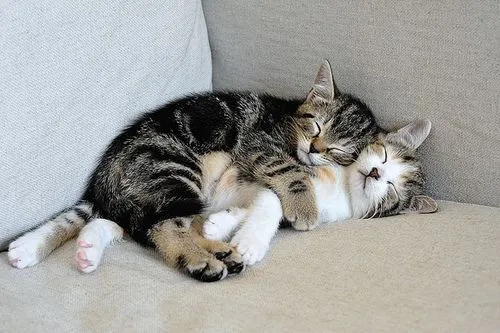 Dormir abrazados. | Gatos - Cats | Pinterest Dormir abrazados. | Gatos - Cats | Pinterest