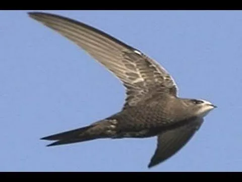 DORMIR VOLANDO ES POSIBLE El vencejo. Un ave increíble - YouTube