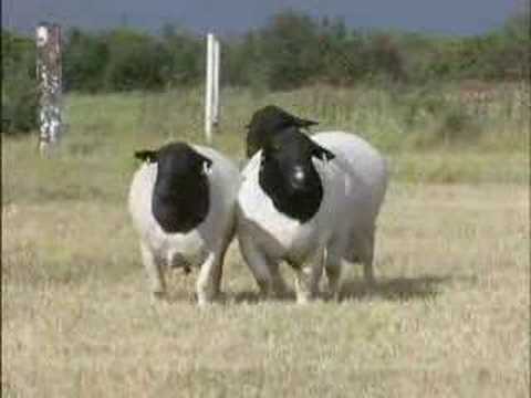 DORPER 8 de 9 - YouTube