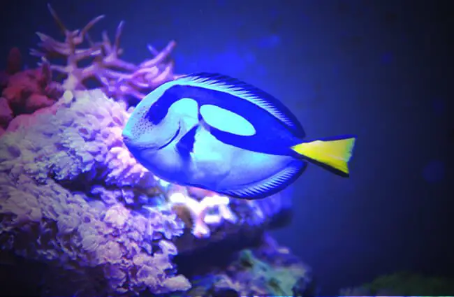 Dory - Description, Habitat, Image, Diet, and Interesting Facts