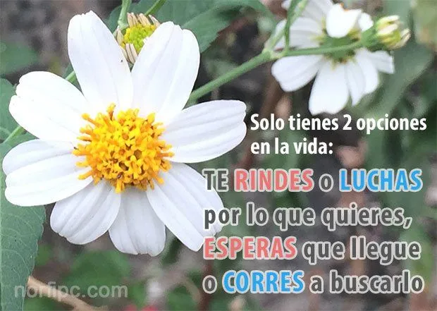 dos-opciones-en-la-vida.jpeg