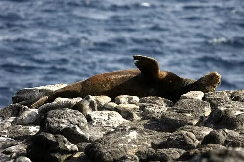 Dossett blog: dragones reales