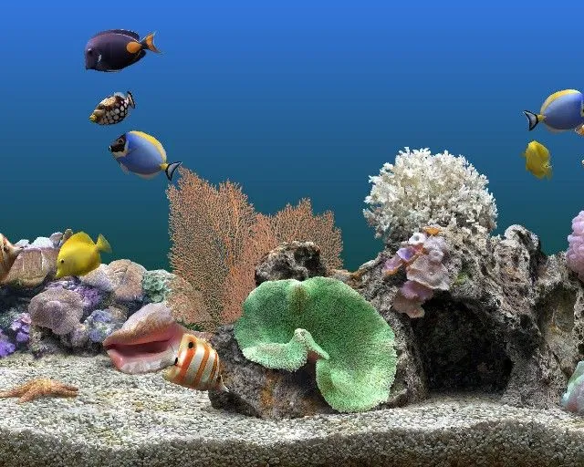 download acquario » Sfondissimo | Sfondi & Screensaver Gratis download acquario » Sfondissimo | Sfondi & Screensaver Gratis