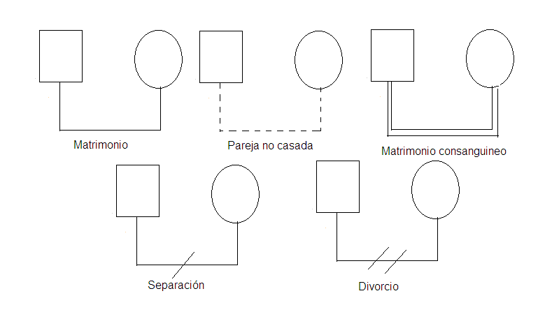 Dra. Suhaill Romero: El Árbol Genealógico