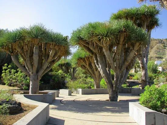 Dracaena drago le symbol des Canaries - Picture of Jardin Canario ...