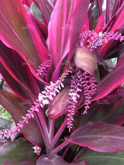 Las Dracenas, una bonita planta para interiores - Paperblog