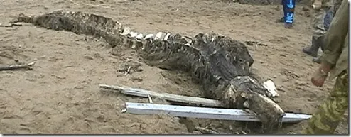 Dragones reales - Mitos y Leyendas