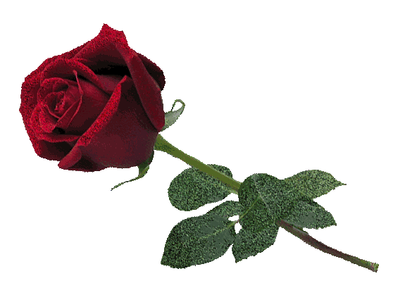 El Barco De Las Firmas - TE LLEGARA UNA ROSA CADA DÍA - ▲Mensajes▼ El Barco De Las Firmas - TE LLEGARA UNA ROSA CADA DÍA - ▲Mensajes▼