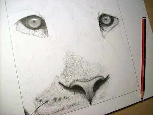 Drawing of lion finished / Dibujo de león terminado | Luis María ...