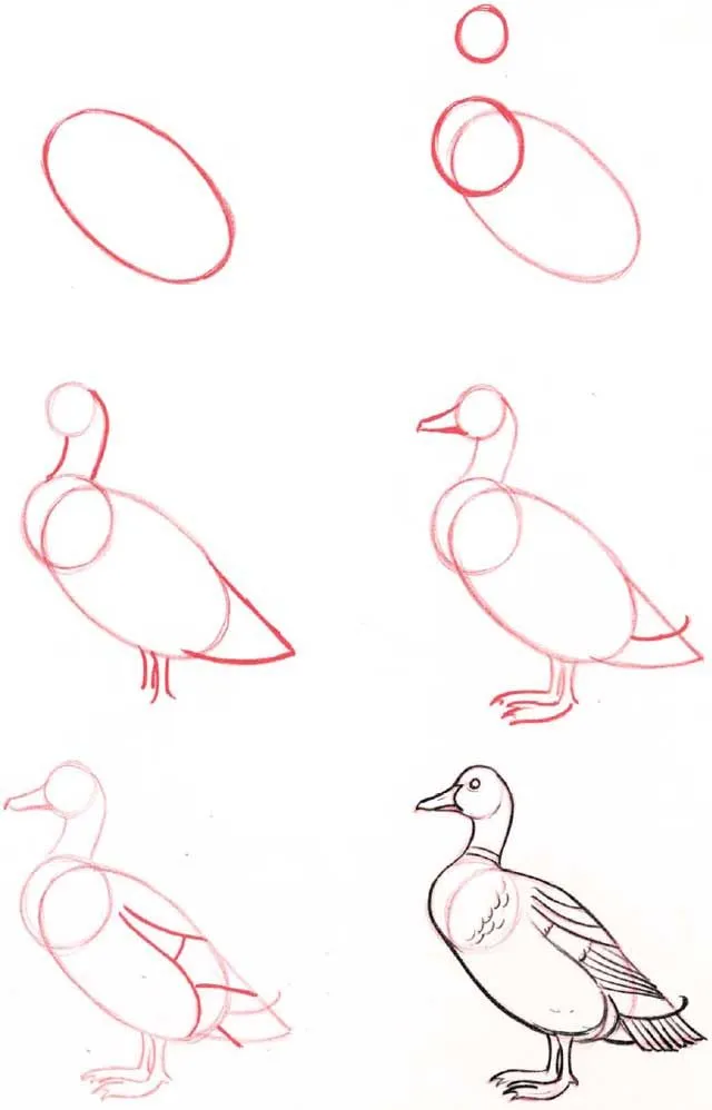 Drawings | cómo dibujar animales | Pinterest | Animales, Aprender ... Drawings | cómo dibujar animales | Pinterest | Animales, Aprender ...