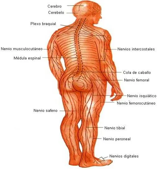 La drogadicción. Como combatir y vencer - Monografias.com