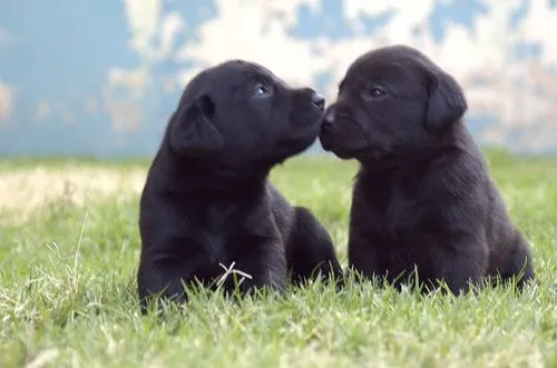 DSC_1217_cachorros%20negros%20besitosE