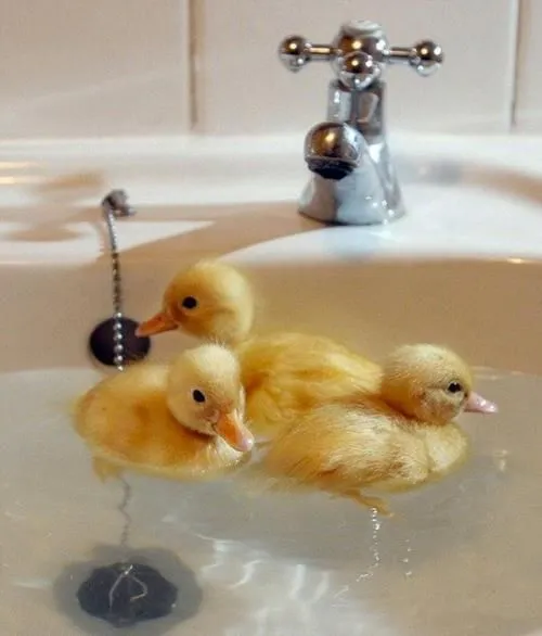 Duckies!!!! | Animals & Cuteness | Pinterest | Natación, Natación ... Duckies!!!! | Animals & Cuteness | Pinterest | Natación, Natación ...