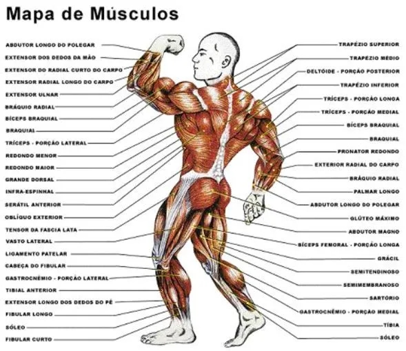DUDA SOBRE COMO ORGANIZAR LOS MUSCULOS ~ MUSCLE AND SPORTS