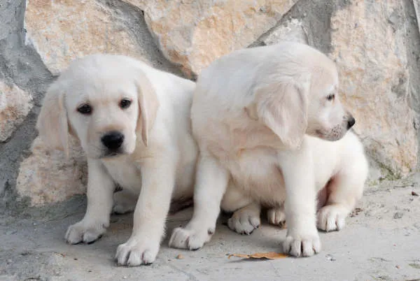 dudas de si es pura! - (Labrador Retriever) | Perros.com