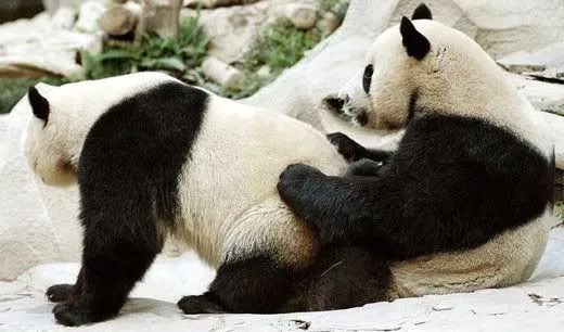 DUDE! Get off of me! I called this seat fair and square. | Pandas ...