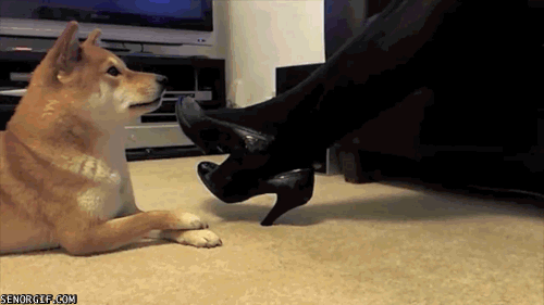 Este perro ha visto demasiadas veces Instinto básico… | ¡Qué ...