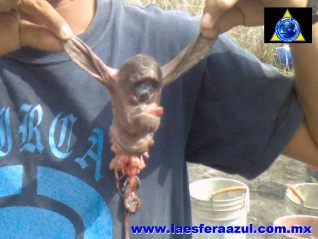 Duende, troll, cíclope ó criatura desconocida? -- Alta Extrañeza ... Duende, troll, cíclope ó criatura desconocida? -- Alta Extrañeza ...