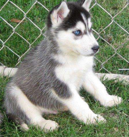 Dulces y adorables cachorros de husky siberiano listo para un ...