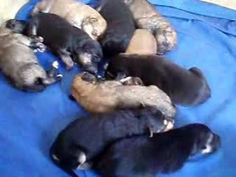 Duna y sus cachorros con 3 días de vida 3/3 - YouTube Duna y sus cachorros con 3 días de vida 3/3 - YouTube