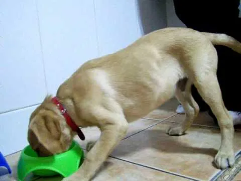 Duque Labrador de 3 meses y medio - YouTube Duque Labrador de 3 meses y medio - YouTube