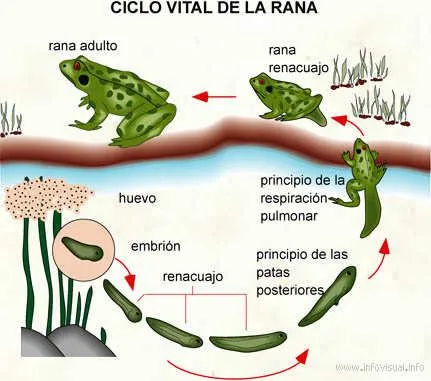 E. CAMBIOS Y COMPORTAMIENTOS EN LOS SERES VIVOS. Und 2 ...