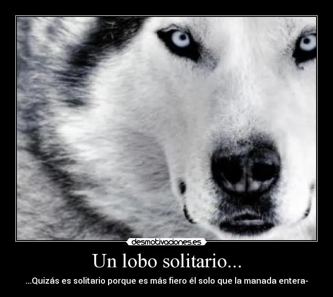 E-VIDENCIA: Lobo Solitario (off topic)