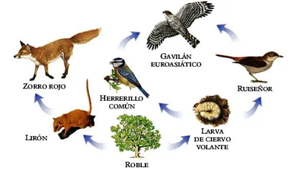 Trama alimentaria - Imagui